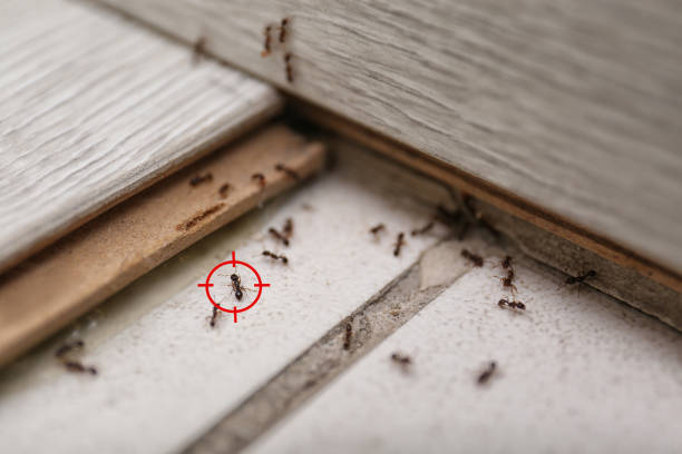 Best Exterminator Services  in Garden City, NY